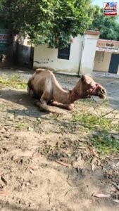 बीमार ऊंट को पंचायत भवन में छोड़कर भाग निकला मालिक